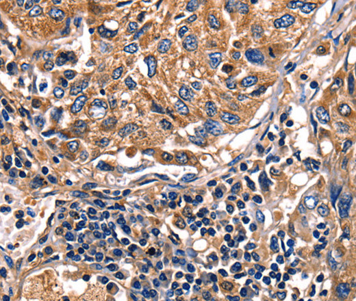 Валидация Elabscience E-AB-14094