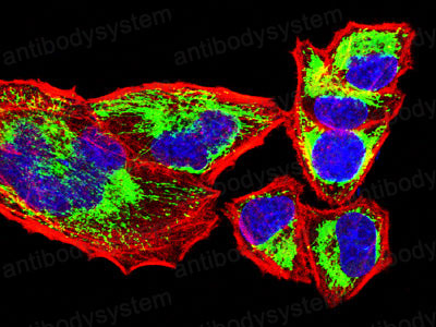 Валидация IF - AntibodySystem RHD01402