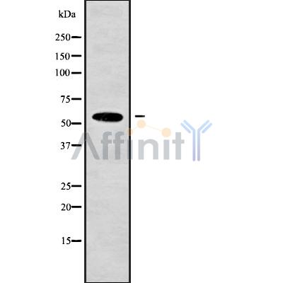Валидация Affinity DF9226 - 21638