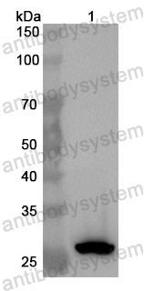 Валидация AntibodySystem PHB80001