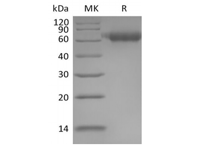 Валидация Elabscience PKSH034050(4280)