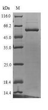 SDS-PAGE