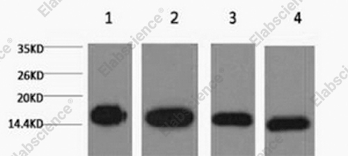Вестерн-блоттинг, Histone H3, клетки HeLa, Raw264.7 и ткань мозга мыши и крысы