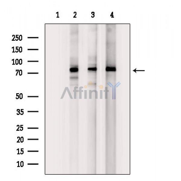 Валидация Affinity DF10068 - 5545