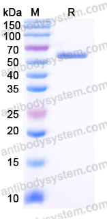 YHE65102, SDS-PAGE