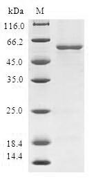 SDS-PAGE