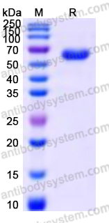 YHC95801, SDS-PAGE