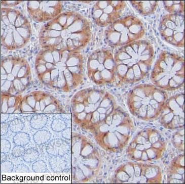 Валидация AntibodySystem RHD27109