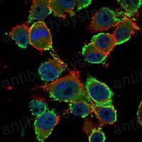 Валидация IF - AntibodySystem RHC21007