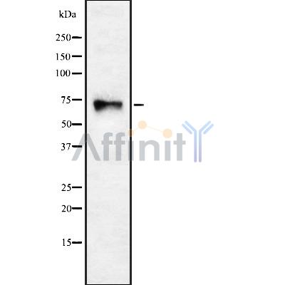 Валидация Affinity DF8199 - 20037