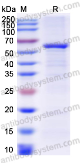 Валидация AntibodySystem YHK13201