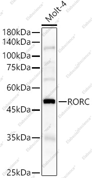Вестерн-блоттинг, RORC, клетки Molt-4