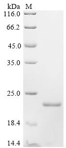 SDS-PAGE