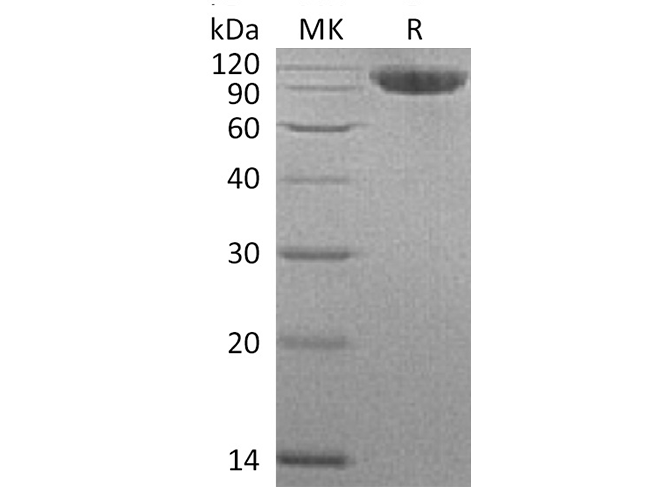 Валидация Elabscience PKSH033710(3988)