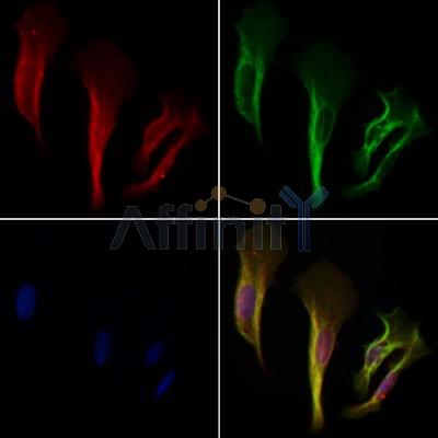 Валидация Affinity DF4064 - 15335