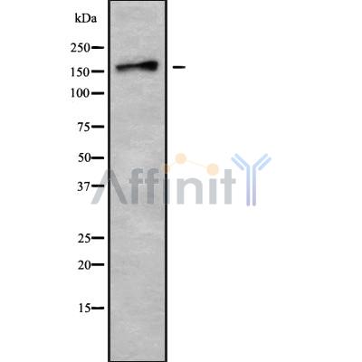 Валидация Affinity DF9050 - 21303