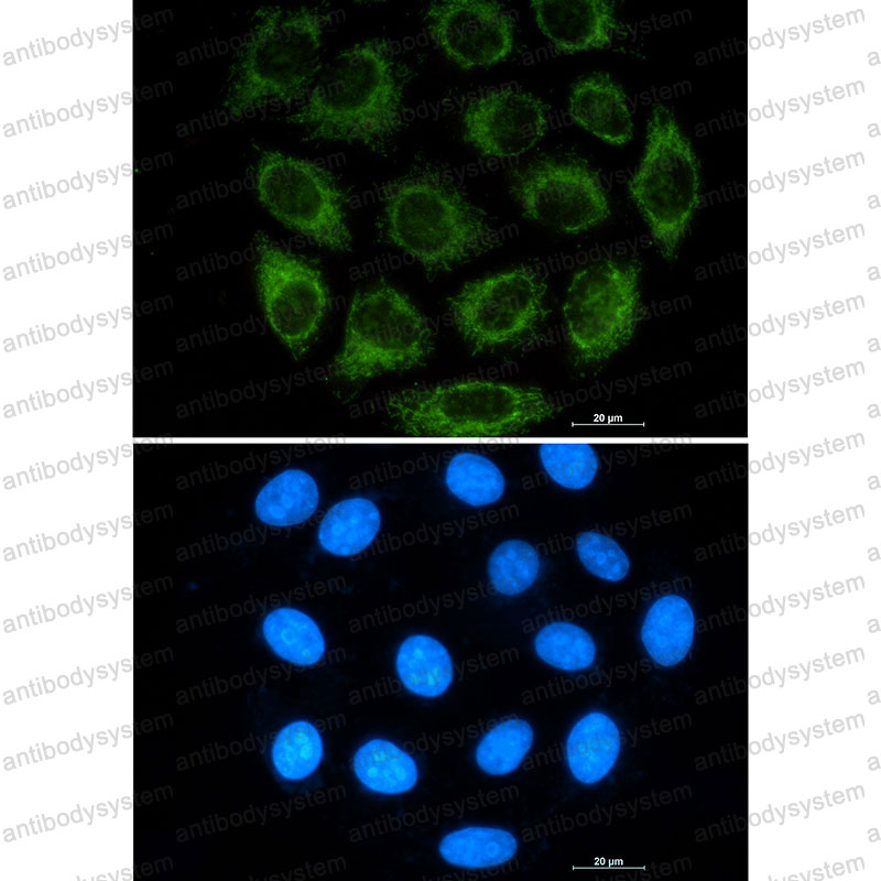 Валидация IF - AntibodySystem RHB49001