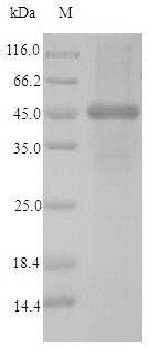 SDS-PAGE