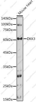 Вестерн-блоттинг, DKK3, ткань сердца мыши