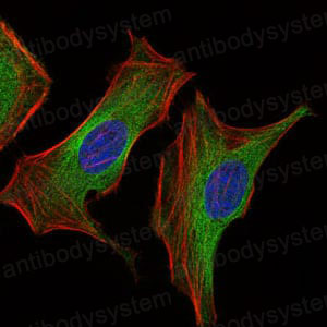 Валидация IF - AntibodySystem RHB94102