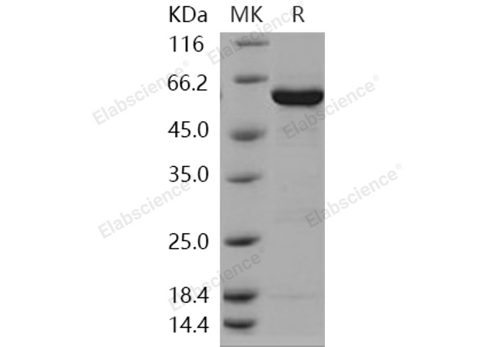 Валидация Elabscience PKSH030368(1305)