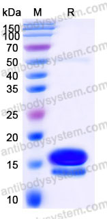 EHD36401, SDS-PAGE