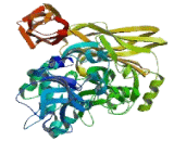 Transglutaminase 2, Tissue (TGM2)