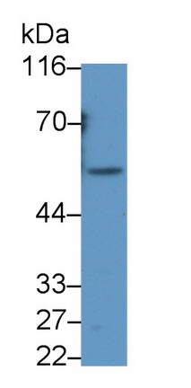 59376