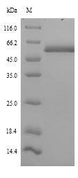 SDS-PAGE