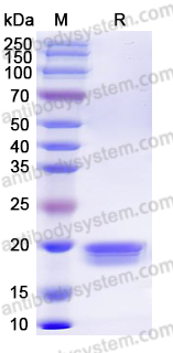 EHF99001, SDS-PAGE