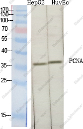 Вестерн-блоттинг, PCNA, клетки COS-7