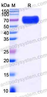 EHK98201, SDS-PAGE