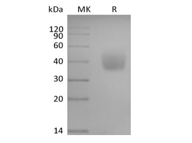 Валидация Elabscience PKSH034021(4251)