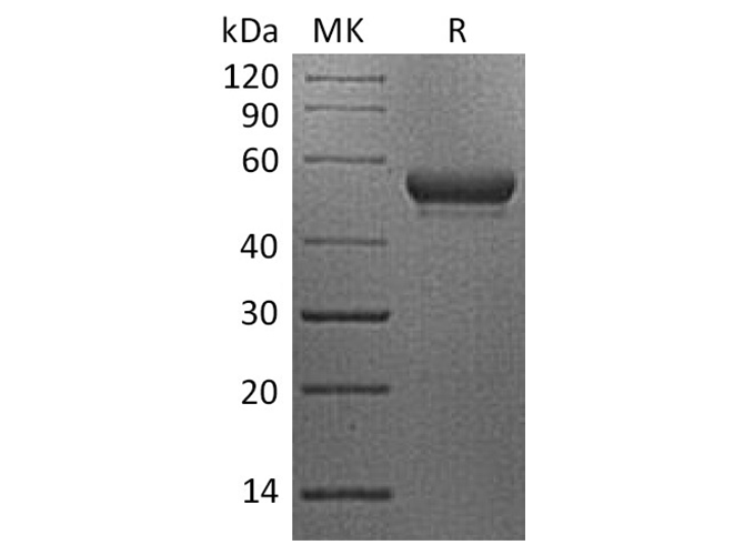 Валидация Elabscience PKSH033730(4008)