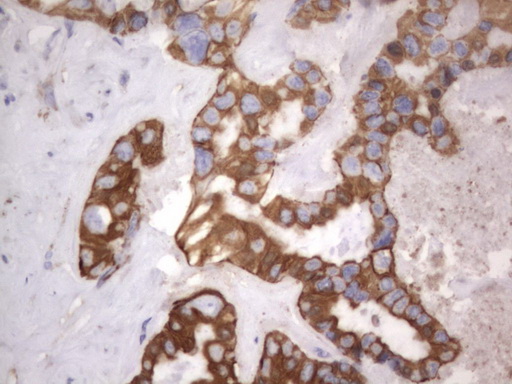 Валидация AssayVector ARM1056(160)