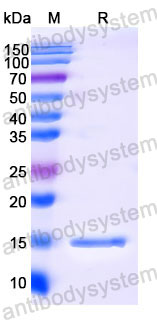 Валидация SDS-PAGE - AntibodySystem RHB96101