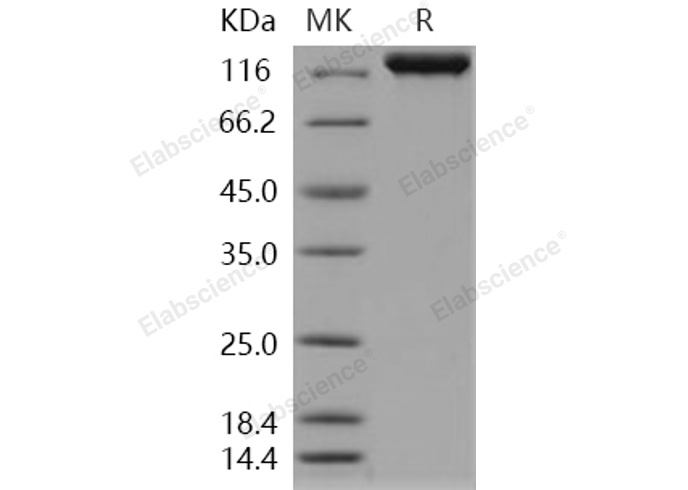 Валидация Elabscience PKSH031166(1937)
