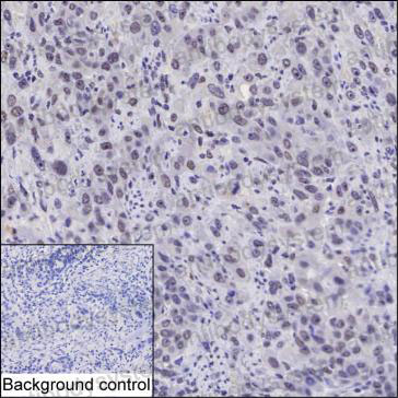 Валидация AntibodySystem RHA19903