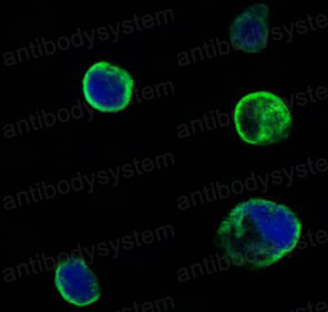 Валидация IF - AntibodySystem RHA43102