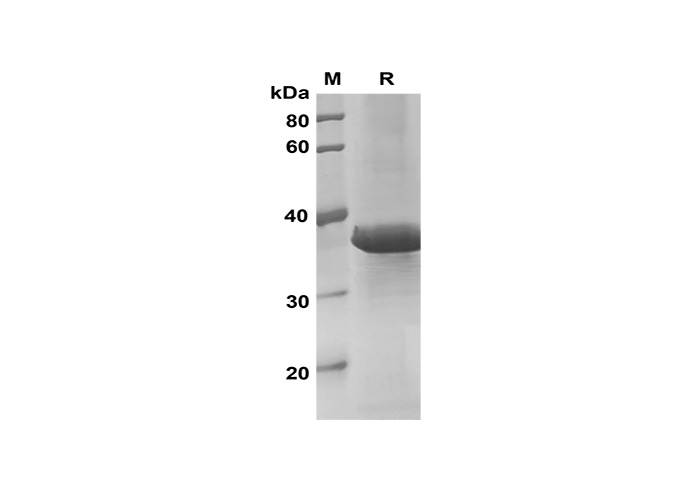 Валидация Elabscience PDEM100176(525)