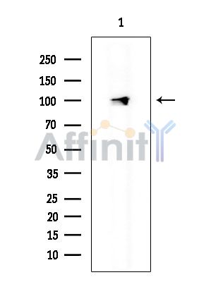 Валидация Affinity DF2903 - 13630