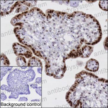 Валидация AntibodySystem RHB51101