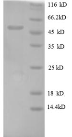 SDS-PAGE
