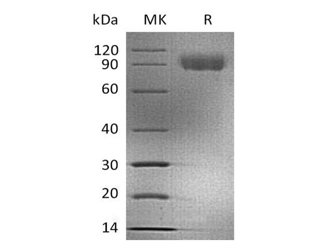 Валидация Elabscience PKSH033561(3858)