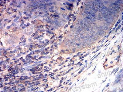 Валидация AntibodySystem RHJ16301 (3343)