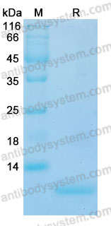 Валидация AntibodySystem AHF92902