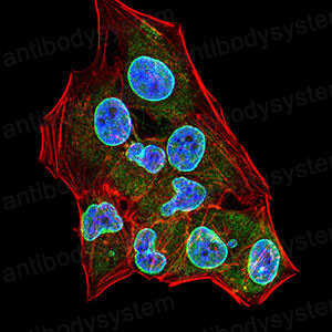 Валидация IF - AntibodySystem RHA73502