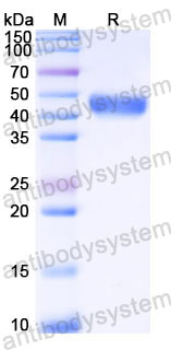 AHC43304, SDS-PAGE