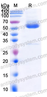 EHE76601, SDS-PAGE