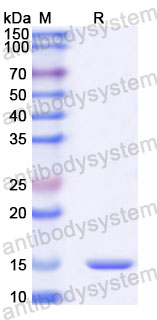 Валидация SDS-PAGE - AntibodySystem RHA67002